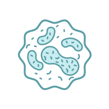 Icono Digestión Y Microbiota Probióticos